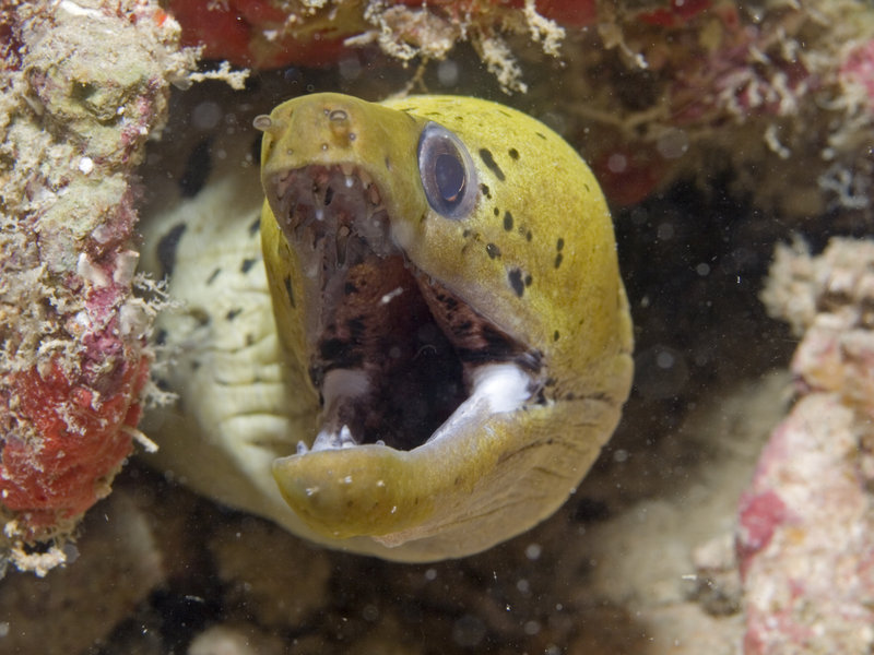 Moray eel, Seaventures House Reef